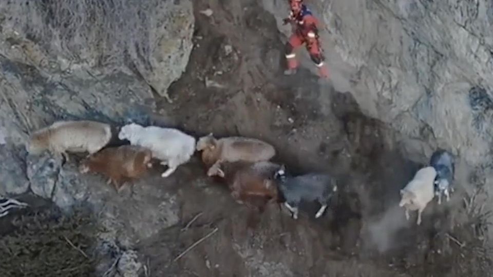 China: Tierischer Großeinsatz: Entlaufene Schafe wurden aus 3.500 Metern Höhe gerettet