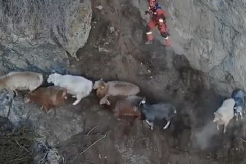 China: Tierischer Großeinsatz: Entlaufene Schafe wurden aus 3.500 Metern Höhe gerettet