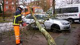 Geknickter Baum in Hamburg