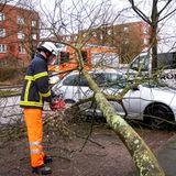 Geknickter Baum in Hamburg