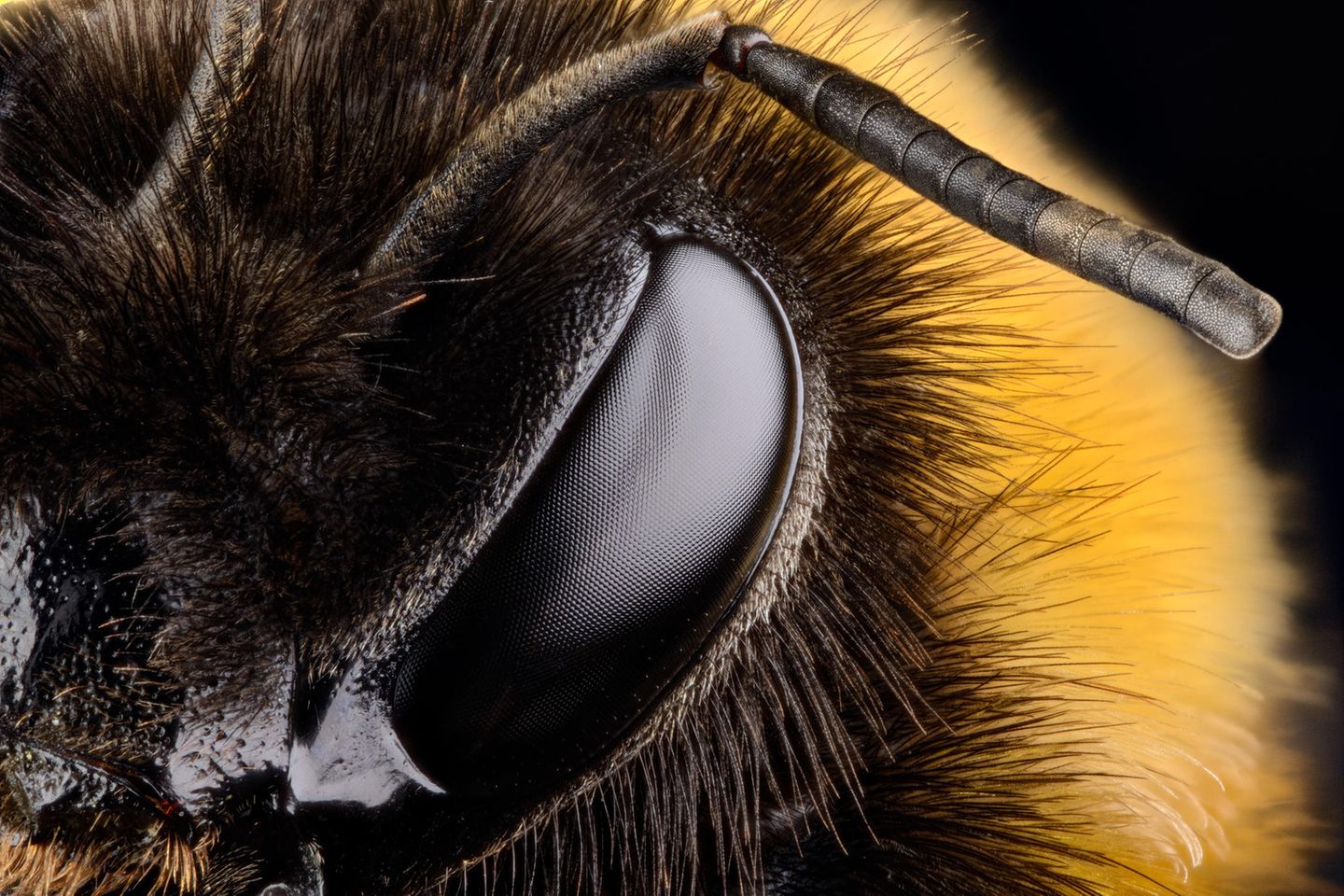Das Auge einer Hummel gestochen scharf fotografiert