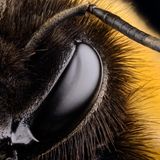 Das Auge einer Hummel gestochen scharf fotografiert