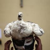 Mann trägt ein totes Tier auf dem Kopf beim Takanakuy-Festival in Peru