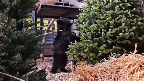 Zwickauer Terrorzelle: Das Rätsel von Eisenach
