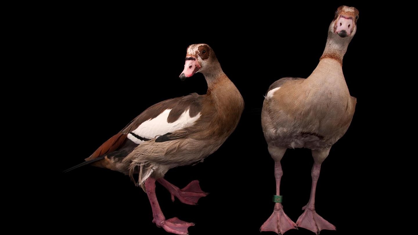 zwei Nilgänse