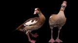 zwei Nilgänse