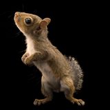 ein  junges Grauhörnchen mit in die Luft geneigtem Kopf