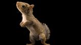 ein  junges Grauhörnchen mit in die Luft geneigtem Kopf