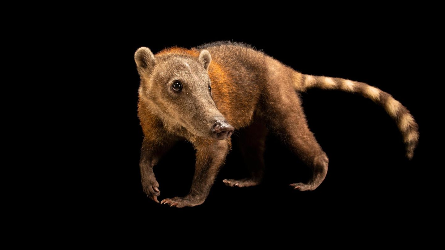 ein roter Nasenbär
