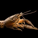 Ein nordamerikanischer Kamberkrebs