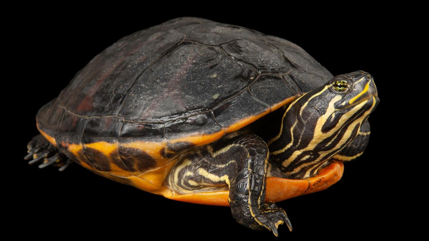 eine nordamerikanische Schmuckschildkröte