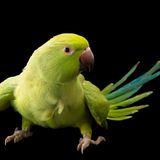 ein kleiner grüner Halsbandsittich