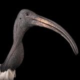 der Kopf eines heiligen Ibis mit dem langen gebogenen Schnabel