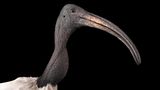 der Kopf eines heiligen Ibis mit dem langen gebogenen Schnabel
