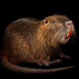 Ein Nutria vor schwarzem Grund