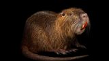 Ein Nutria vor schwarzem Grund