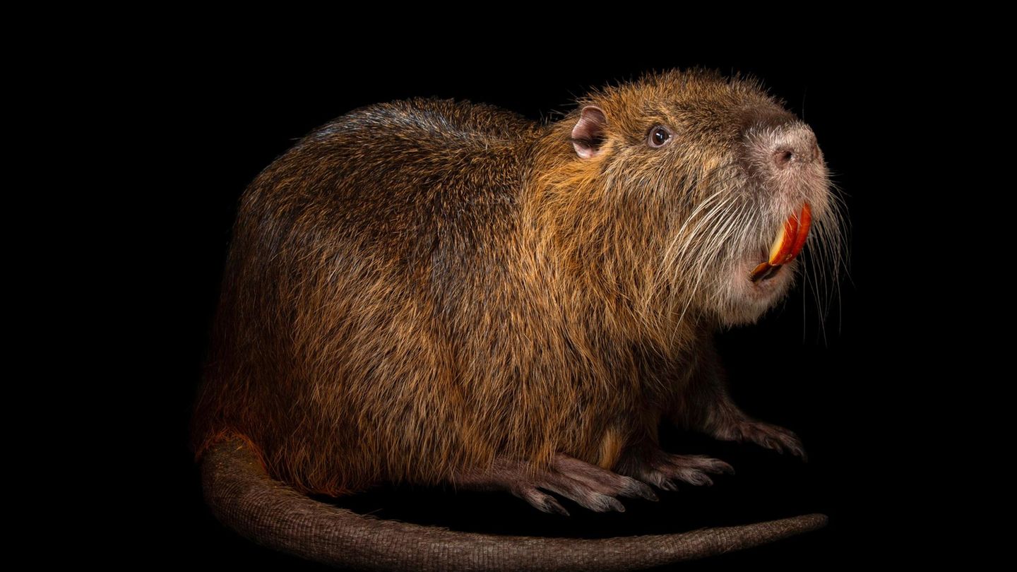 Ein Nutria vor schwarzem Grund