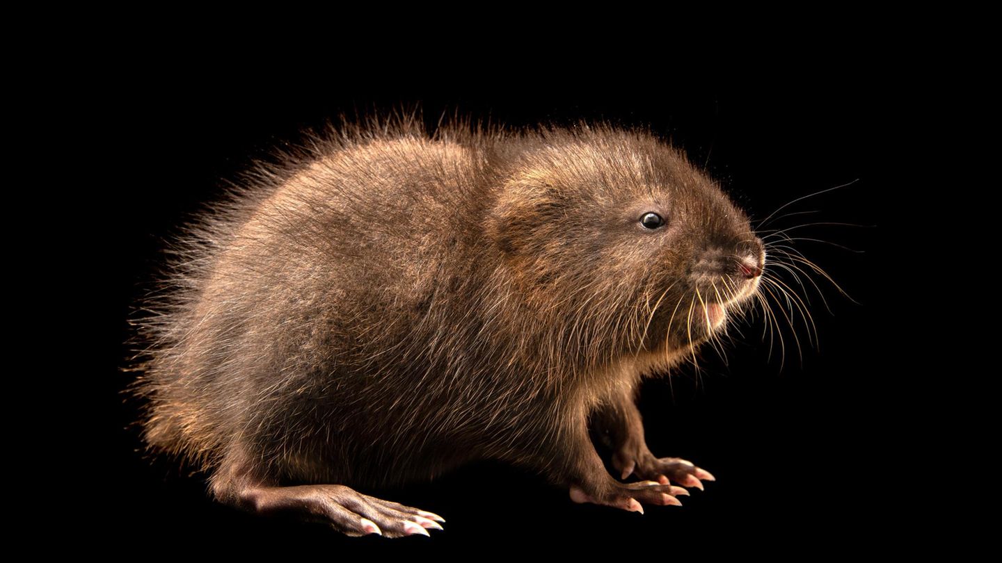 Eine Bisamratte Eine Bisamratte