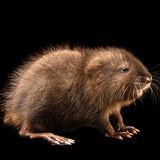 Eine Bisamratte