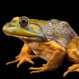 ein nordamerikanischer Ochsenfrosch