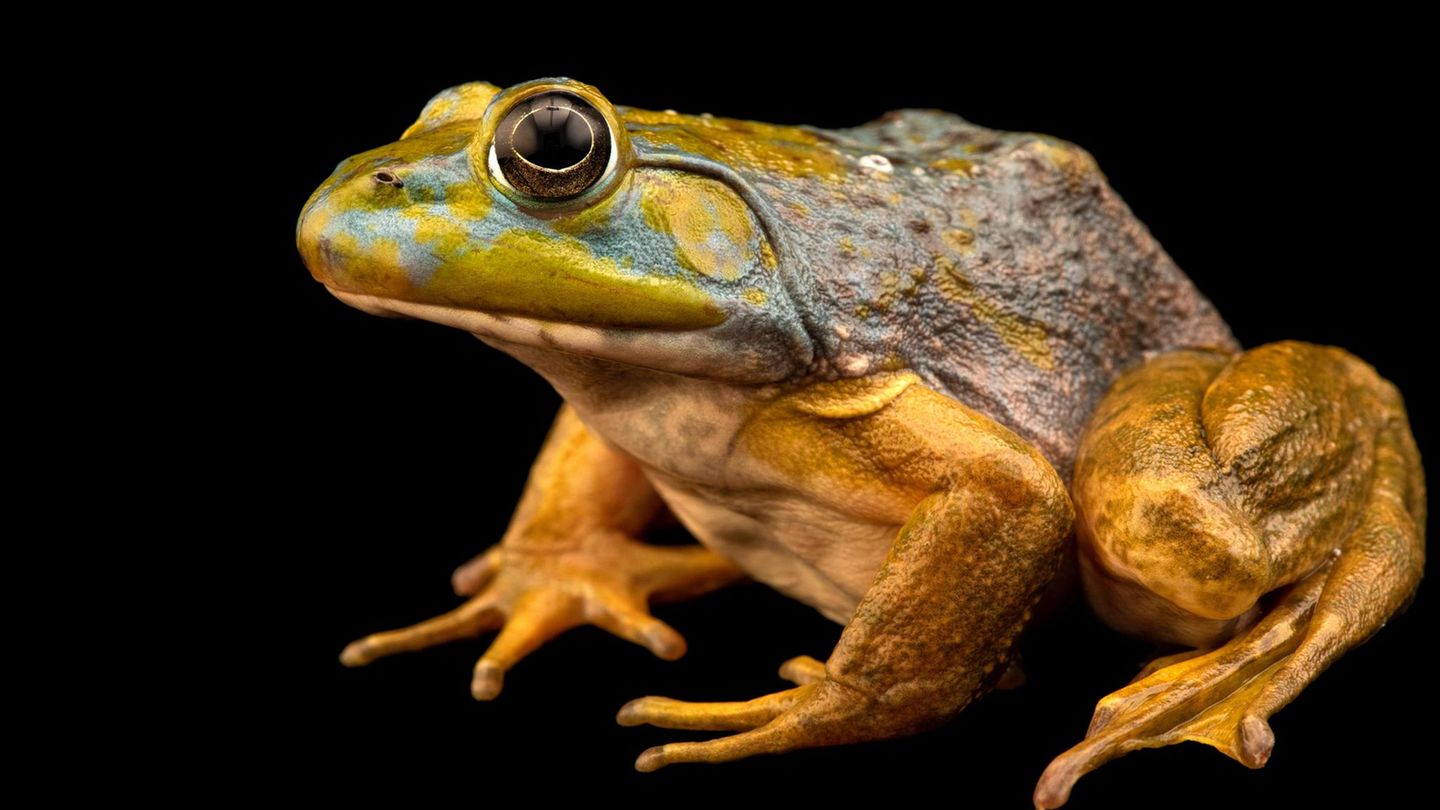 ein nordamerikanischer Ochsenfrosch