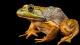 ein nordamerikanischer Ochsenfrosch