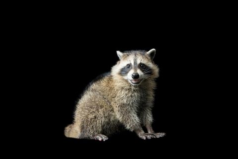 ein Waschbär