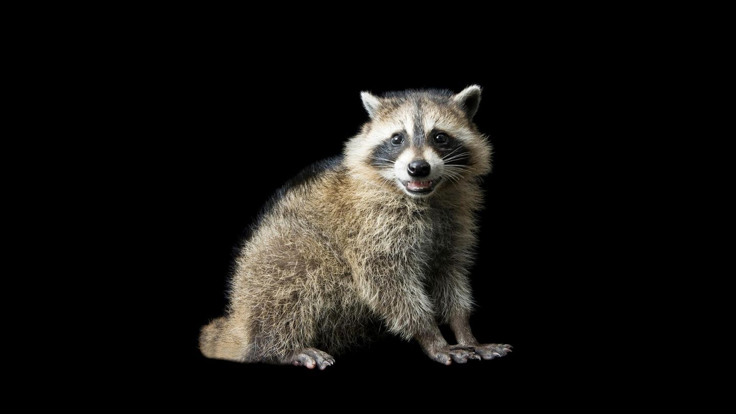ein Waschbär ein Waschbär