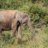Ein Elefant in einem Nationalpark in Sri Lanka