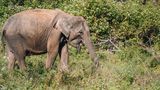 Ein Elefant in einem Nationalpark in Sri Lanka