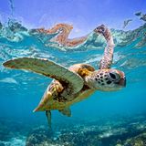 Eine grüne Meeresschildkröte schwimmt im Wasser