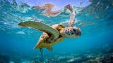Eine grüne Meeresschildkröte schwimmt im Wasser