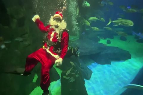 Video: Besinnliches aus dem Aquarium: Merry fish-mas!