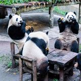 Vier Pandas sitzen an einem Tisch und essen