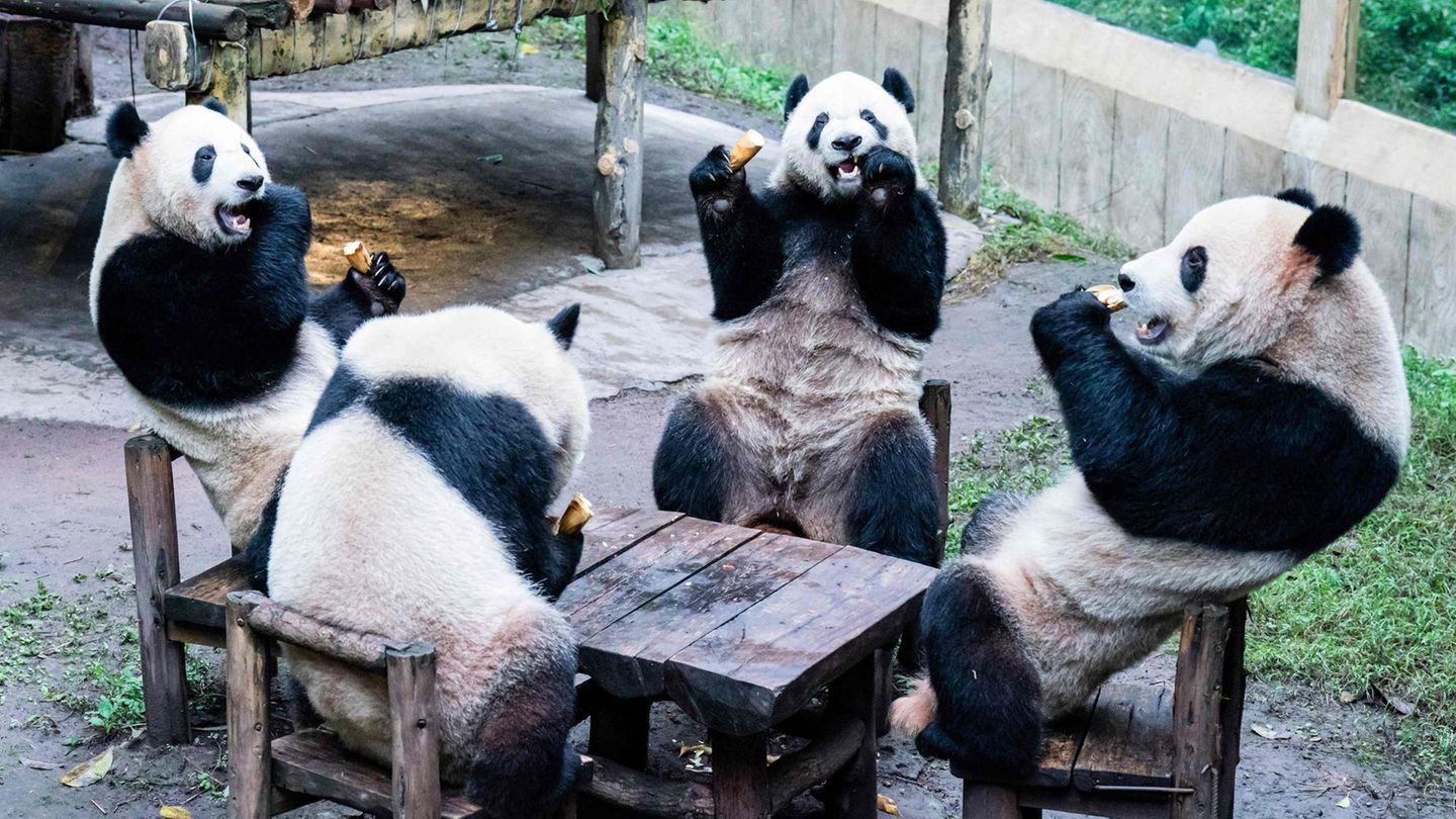Vier Pandas sitzen an einem Tisch und essen
