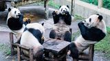 Vier Pandas sitzen an einem Tisch und essen