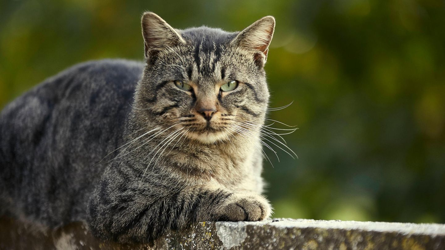 Katzen haben eine dominante Pfote – viele Kater sind Linkshänder