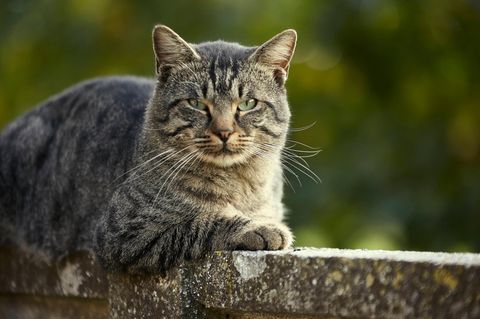 Eine Katze ze
