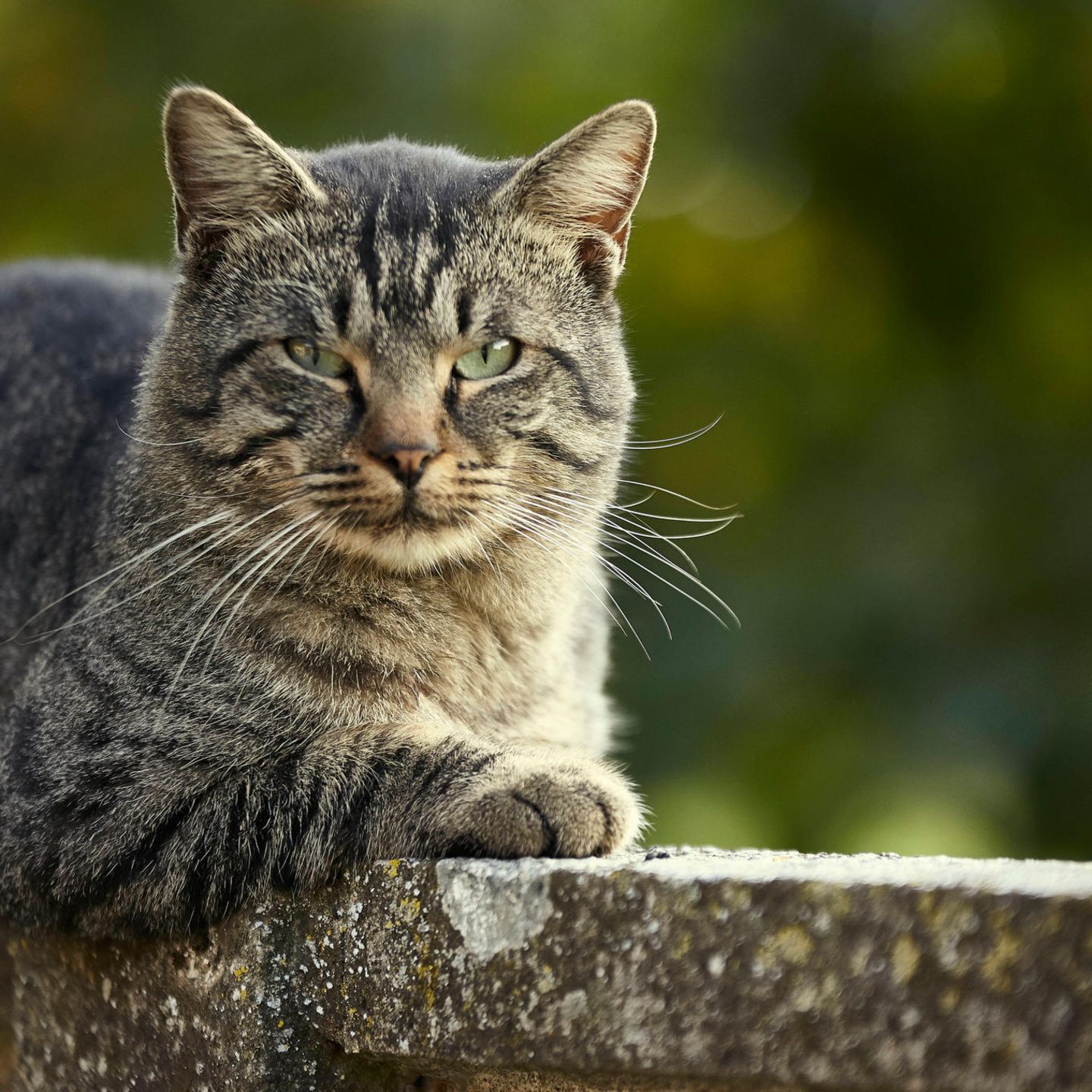 katze-kater-linkshaender-rechtshaender.jpg