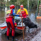 Mitarbeiter der DLRG retten in der Wedemark Heidschnucken. Eine Herde wurde vom Wasser eingeschlossen