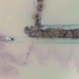 Ein Traktor fährt auf einem Feldweg zwischen überfluteten Feldern in der Leinemasch in der südlichen Region Hannover. Der Fluss Leine ist hier beim Hochwasser über die Ufer getreten und hat die Masch kilometerweit geflutet.