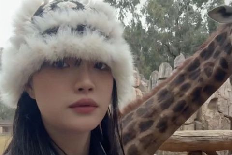 Selfie-Fail: Frau möchte Foto mit einer Giraffe machen – und kriegt eine Kopfnuss