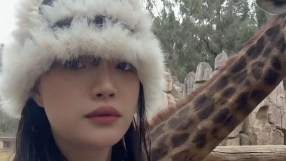 Selfie-Fail: Frau möchte Foto mit einer Giraffe machen – und kriegt eine Kopfnuss Selfie-Fail: Frau möchte Foto mit einer Giraffe machen – und kriegt eine Kopfnuss