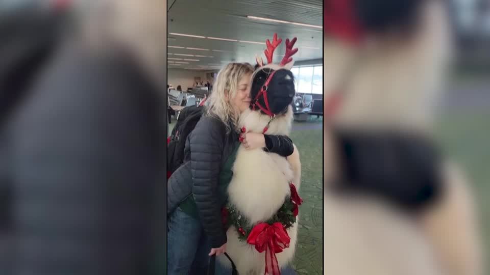 Video: Lama zum Knuddeln Video: Lama zum Knuddeln