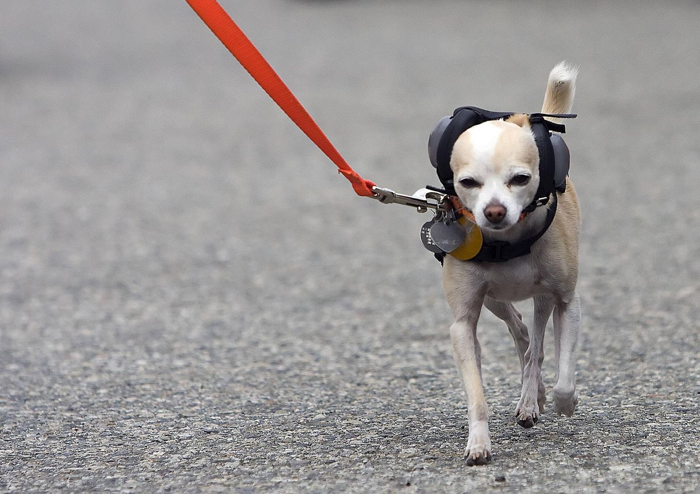 Symbolbild Hund an Silvester: Ein Chihuahua mit Gehörschutz läuft in einer roten Leine