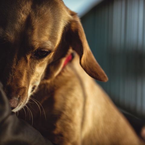Symbolbild Hund an Silvester: Ein Hund liegt im Arm seines Besitzers um Schutz zu suchen.