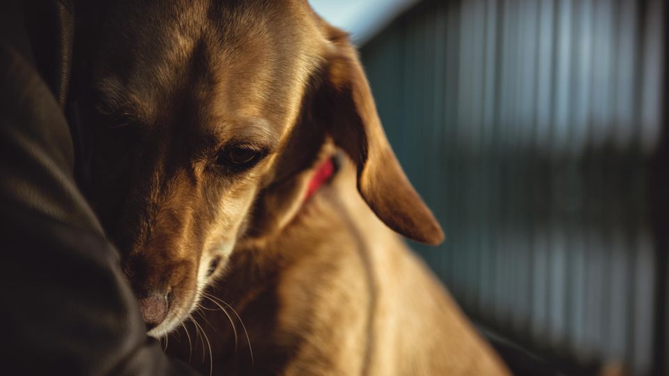 Ein Hund liegt im Arm seines Besitzers um Schutz zu suchen.