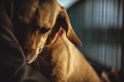 Symbolbild Hund an Silvester: Ein Hund liegt im Arm seines Besitzers um Schutz zu suchen.