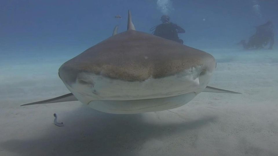 Tigerhai beißt in GoPro – Kamera filmt im Maul des Raubfisches weiter Tigerhai beißt in GoPro – Kamera filmt im Maul des Raubfisches weiter