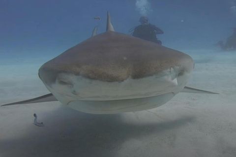 Tigerhai beißt in GoPro – Kamera filmt im Maul des Raubfisches weiter